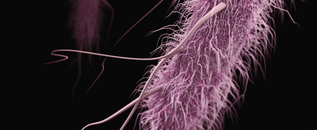 Microbioma intestinal: qué es, por qué importa y cómo cuidarlo